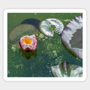 White and pink waterlily Sticker